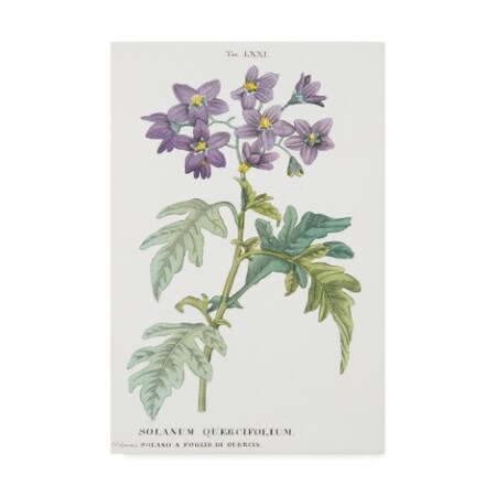 Italian School 'Solanum Quercifolium' Canvas Art,30x47